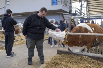 Naše krávy milují společnost.