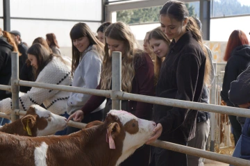 Telátka z robotické stáje v Bělé u Staré Paky.