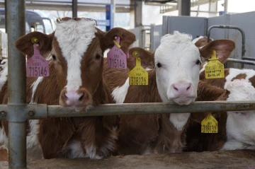 Telátka z Bělé u Staré Paky.