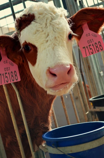 Telátko z Bělé u Staré Paky