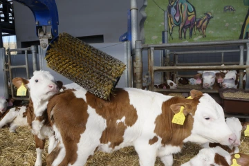 Škrabadlo pro dobytek